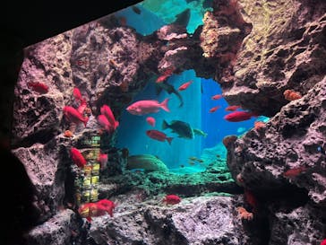 大分マリーンパレス水族館 「うみたまご」に投稿された画像（2022/11/19）