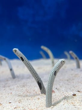 大分マリーンパレス水族館 「うみたまご」に投稿された画像（2022/11/19）