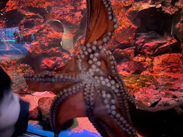 仙台うみの杜水族館に投稿された画像（2022/11/19）