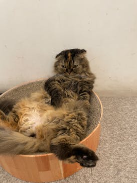 Moff アニマル カフェ イーアス 高尾店に投稿された画像（2022/11/19）