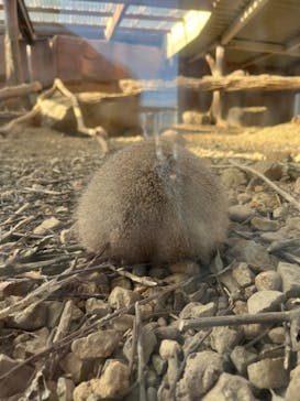 那須どうぶつ王国に投稿された画像（2022/11/19）