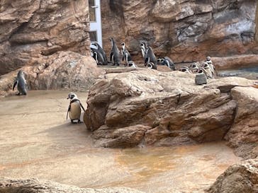 島根県立 しまね海洋館に投稿された画像（2022/11/19）