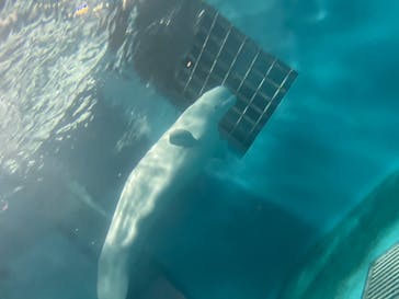 島根県立 しまね海洋館に投稿された画像（2022/11/19）