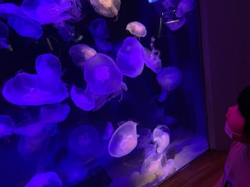 島根県立 しまね海洋館に投稿された画像（2022/11/19）