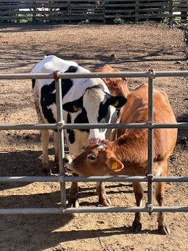 まかいの牧場に投稿された画像（2022/11/19）