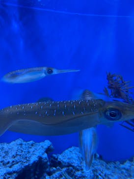 サンシャイン水族館に投稿された画像（2022/11/19）