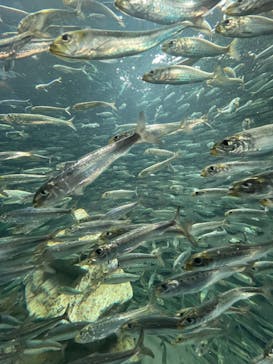 サンシャイン水族館に投稿された画像（2022/11/19）