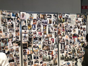 にゃんだらけ in 大阪 vol.2に投稿された画像（2022/11/19）