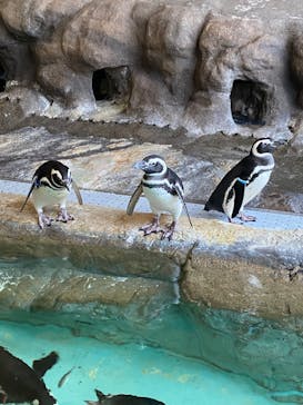 しながわ水族館に投稿された画像（2022/11/19）