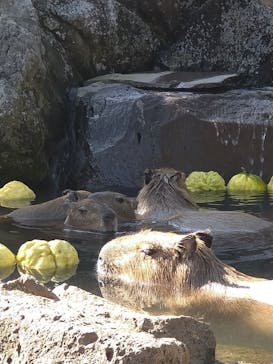 伊豆シャボテン動物公園に投稿された画像（2022/11/19）