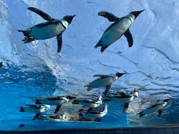 サンシャイン水族館に投稿された画像（2022/11/19）