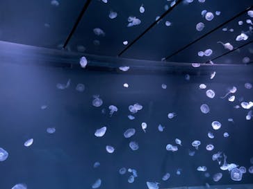 サンシャイン水族館に投稿された画像（2022/11/19）