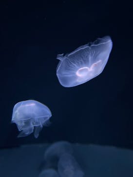 サンシャイン水族館に投稿された画像（2022/11/19）