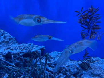 サンシャイン水族館に投稿された画像（2022/11/19）