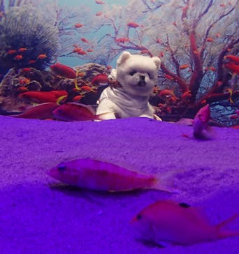 伊豆・三津シーパラダイスに投稿された画像（2022/11/19）