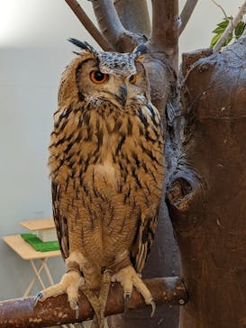 Moff アニマル カフェ イーアス 高尾店に投稿された画像（2022/11/19）