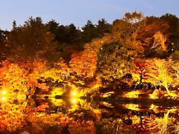 国営昭和記念公園 秋の夜散歩に投稿された画像（2022/11/19）