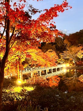 国営昭和記念公園 秋の夜散歩に投稿された画像（2022/11/19）