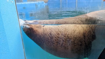 ゼロ距離水族館 伊勢シーパラダイスに投稿された画像（2022/11/19）