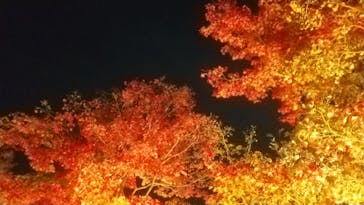 国営昭和記念公園 秋の夜散歩に投稿された画像（2022/11/19）