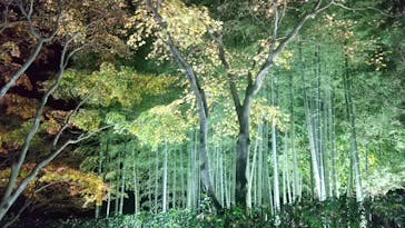 国営昭和記念公園 秋の夜散歩に投稿された画像（2022/11/19）