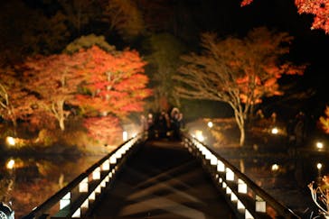 国営昭和記念公園 秋の夜散歩に投稿された画像（2022/11/19）