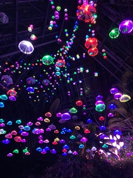 大阪府立花の文化園に投稿された画像（2022/11/19）