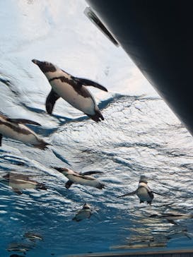 サンシャイン水族館に投稿された画像（2022/11/19）