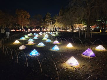 国営昭和記念公園 秋の夜散歩に投稿された画像（2022/11/19）