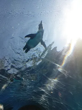 横浜・八景島シーパラダイスに投稿された画像（2022/11/19）