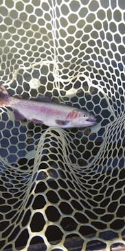 大安トラウトレイクに投稿された画像（2022/11/19）