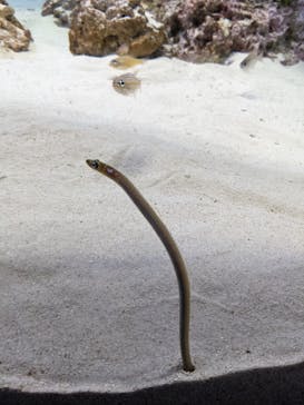 アクアワールド茨城県大洗水族館に投稿された画像（2022/11/19）