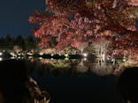 国営昭和記念公園 秋の夜散歩に投稿された画像（2022/11/19）
