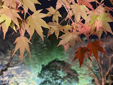 国営昭和記念公園 秋の夜散歩に投稿された画像（2022/11/19）