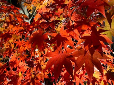 国営昭和記念公園 秋の夜散歩に投稿された画像（2022/11/19）