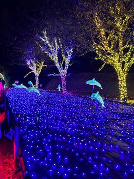 伊豆ぐらんぱる公園に投稿された画像（2022/11/19）