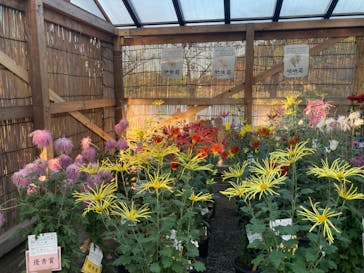 三溪園に投稿された画像（2022/11/19）