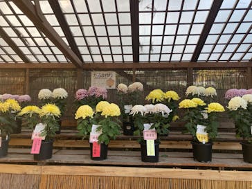 三溪園に投稿された画像（2022/11/19）