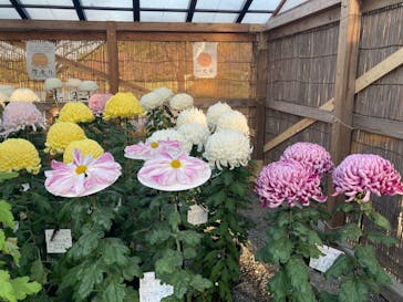 三溪園に投稿された画像（2022/11/19）