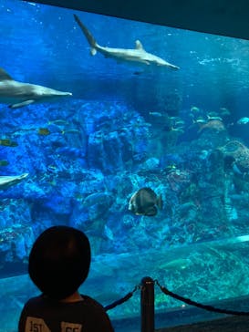 大分マリーンパレス水族館 「うみたまご」に投稿された画像（2022/11/19）