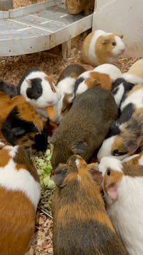 アニタッチみなとみらいに投稿された画像（2022/11/19）