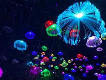 大阪府立花の文化園に投稿された画像（2022/11/19）