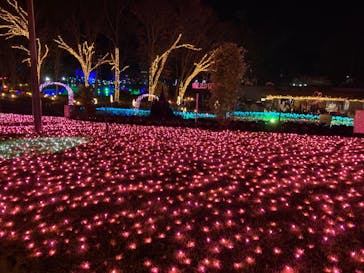 大阪府立花の文化園に投稿された画像（2022/11/19）