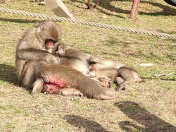 小豆島　銚子渓　自然動物園　お猿の国に投稿された画像（2022/11/19）