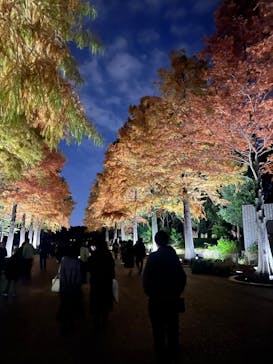 チームラボ ボタニカルガーデン 大阪に投稿された画像（2022/11/20）