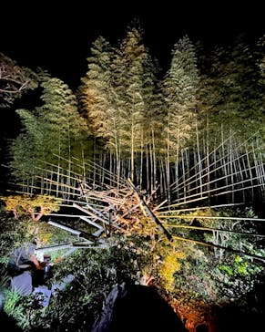 国営昭和記念公園 秋の夜散歩に投稿された画像（2022/11/20）