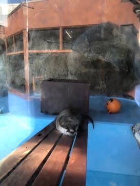 ゼロ距離水族館 伊勢シーパラダイスに投稿された画像（2022/11/20）