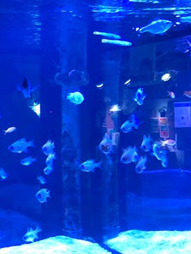 ゼロ距離水族館 伊勢シーパラダイスに投稿された画像（2022/11/20）