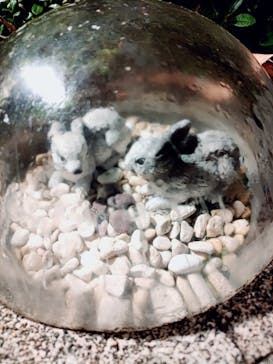 国営昭和記念公園 秋の夜散歩に投稿された画像（2022/11/20）