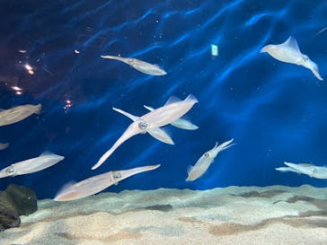 マリンワールド海の中道に投稿された画像（2022/11/20）